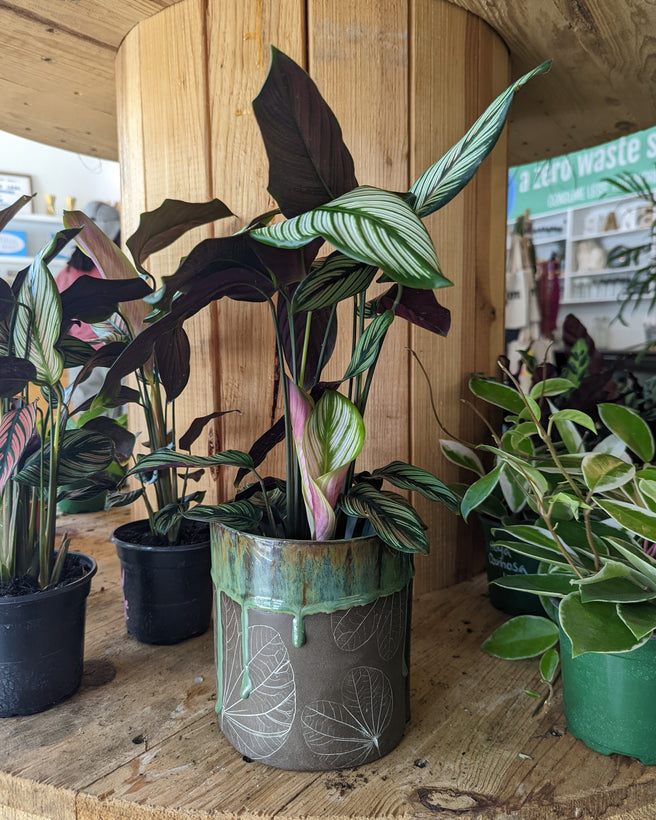 Planters &amp; Hangers