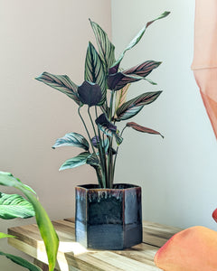 Hexagon Planter #1