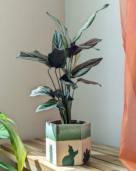 Cactus Hexagon Planter