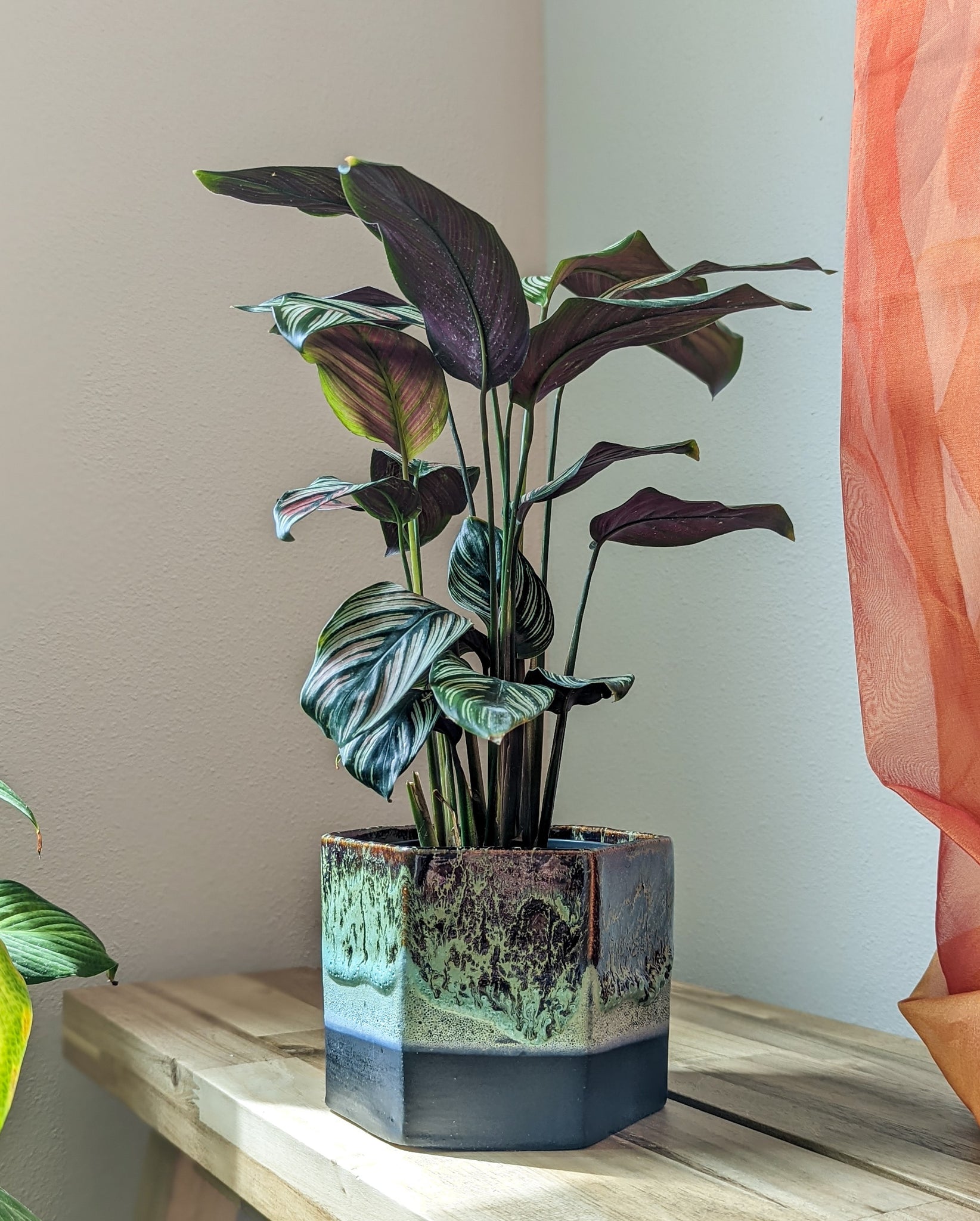 Hexagon Planter #3