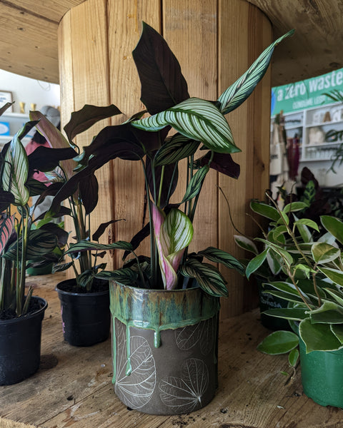Botanical Origami Planter